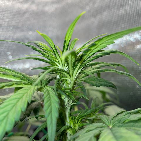 Purple punch auto Fastbuds growlog timeline photo
