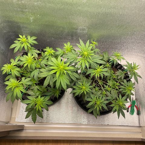 Purple punch auto Fastbuds growlog timeline photo