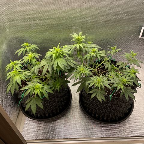 Purple punch auto Fastbuds growlog timeline photo