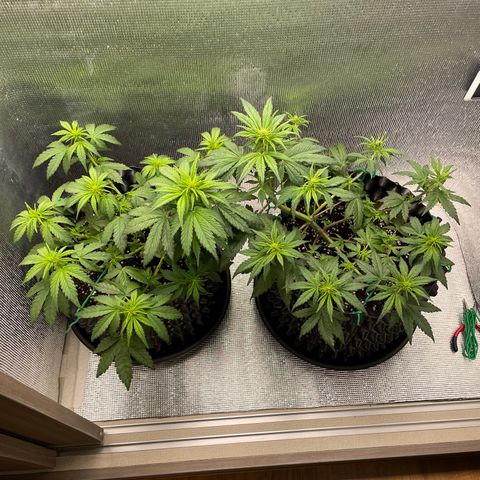 Purple punch auto Fastbuds growlog timeline photo