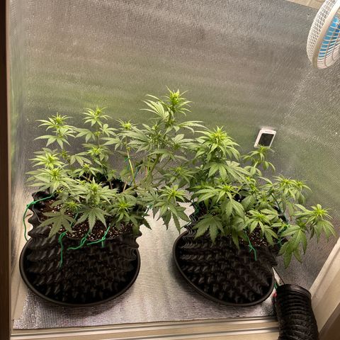 Purple punch auto Fastbuds growlog timeline photo