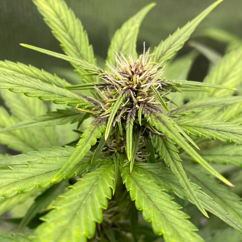 Purple punch auto Fastbuds growlog timeline photo