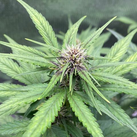 Purple punch auto Fastbuds growlog timeline photo