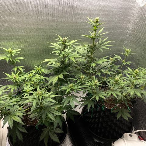 Purple punch auto Fastbuds growlog timeline photo