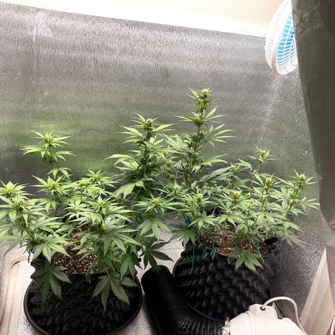 Purple punch auto Fastbuds growlog timeline photo