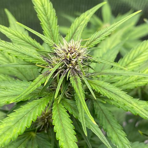 Purple punch auto Fastbuds growlog timeline photo