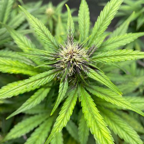Purple punch auto Fastbuds growlog timeline photo