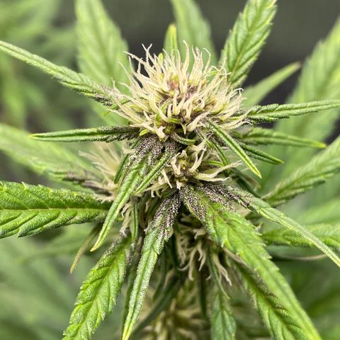 Purple punch auto Fastbuds growlog timeline photo