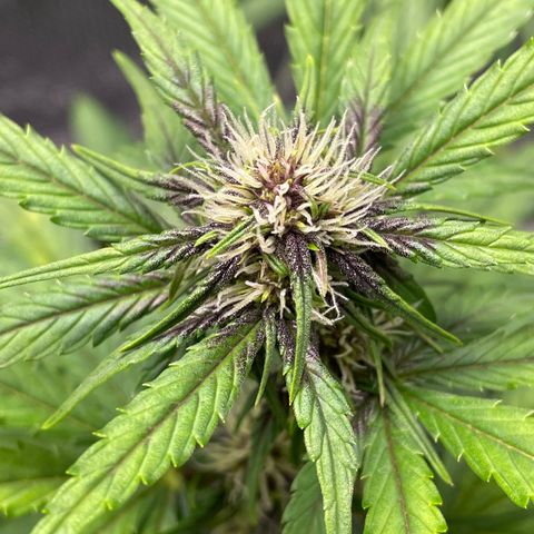 Purple punch auto Fastbuds growlog timeline photo