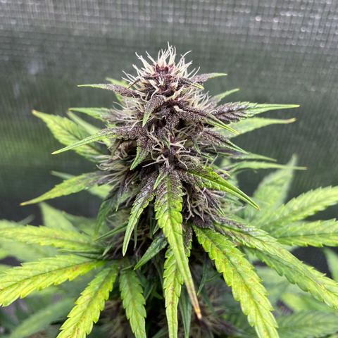 Purple punch auto Fastbuds growlog timeline photo