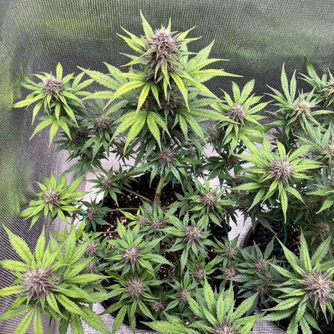 Purple punch auto Fastbuds growlog timeline photo