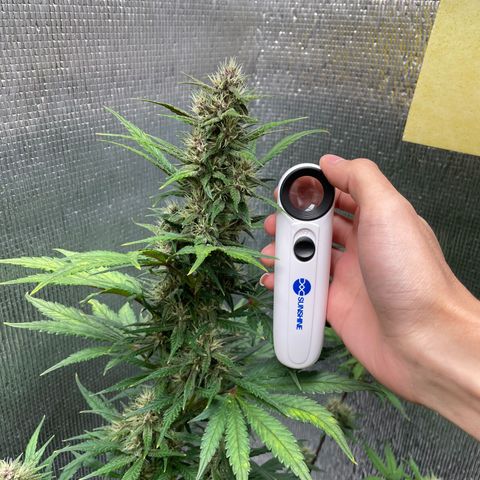 Purple punch auto Fastbuds growlog timeline photo