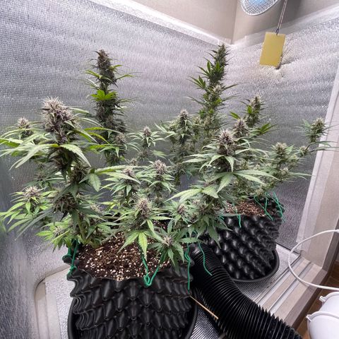 Purple punch auto Fastbuds growlog timeline photo