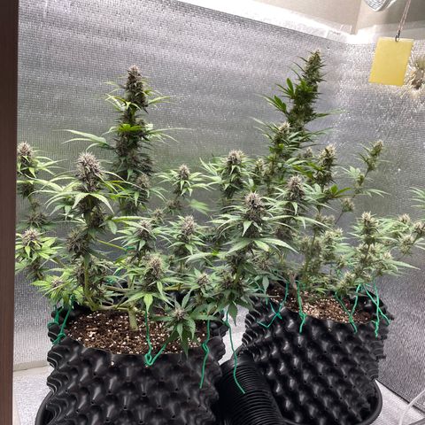 Purple punch auto Fastbuds growlog timeline photo