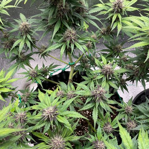 Purple punch auto Fastbuds growlog timeline photo