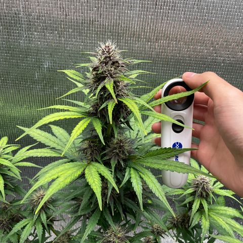 Purple punch auto Fastbuds growlog timeline photo