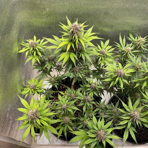 Purple punch auto Fastbuds growlog timeline photo