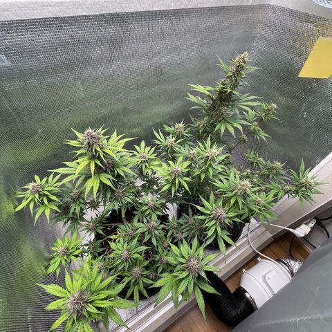 Purple punch auto Fastbuds growlog timeline photo