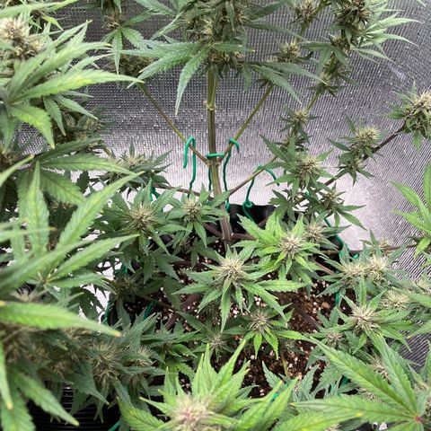 Purple punch auto Fastbuds growlog timeline photo