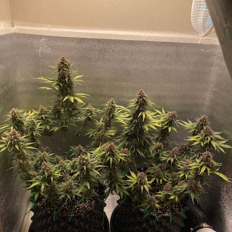 Purple punch auto Fastbuds growlog photo: Day62