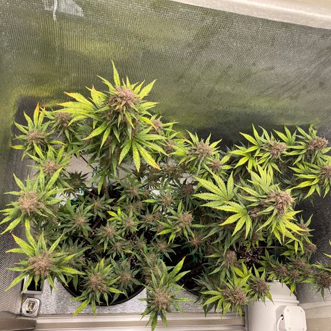 Purple punch auto Fastbuds growlog photo: Week9