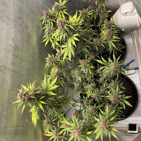 Purple punch auto Fastbuds growlog photo: Week9