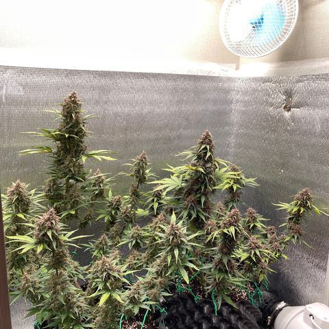 Purple punch auto Fastbuds growlog photo: Week9