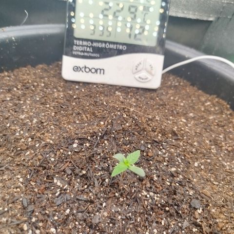 Tangie Auto monsterseeds growlog timeline photo