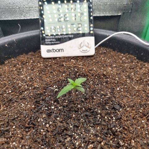 Tangie Auto monsterseeds growlog timeline photo