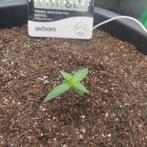 Tangie Auto monsterseeds growlog timeline photo