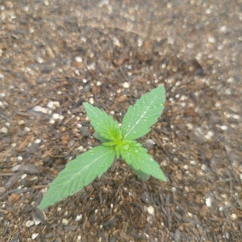 Tangie Auto monsterseeds growlog timeline photo