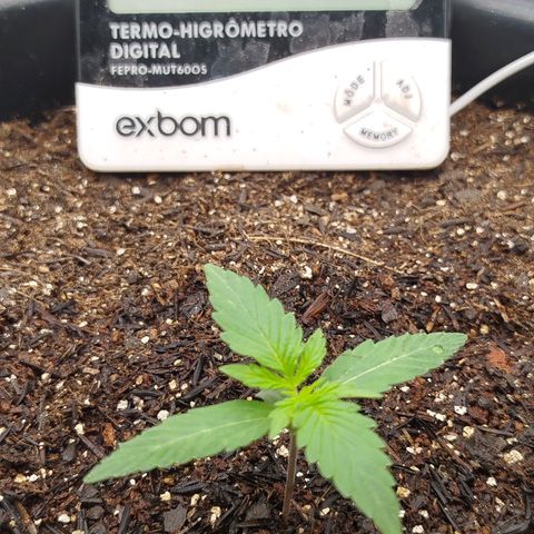 Tangie Auto monsterseeds growlog timeline photo