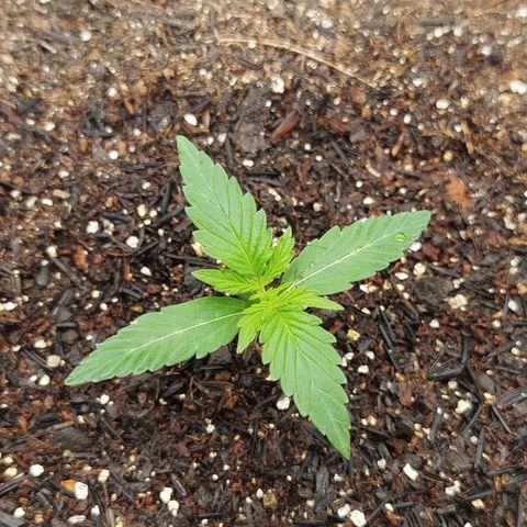 Tangie Auto monsterseeds growlog timeline photo