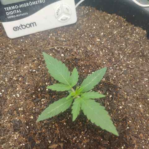 Tangie Auto monsterseeds growlog timeline photo