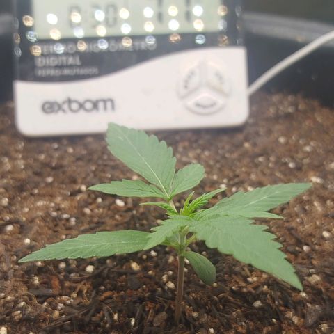Tangie Auto monsterseeds growlog timeline photo