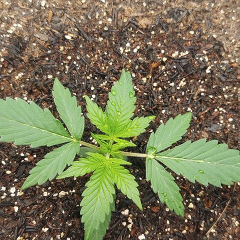 Tangie Auto monsterseeds growlog timeline photo