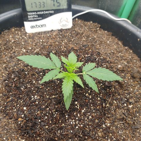 Tangie Auto monsterseeds growlog timeline photo