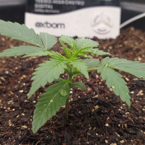 Tangie Auto monsterseeds growlog timeline photo