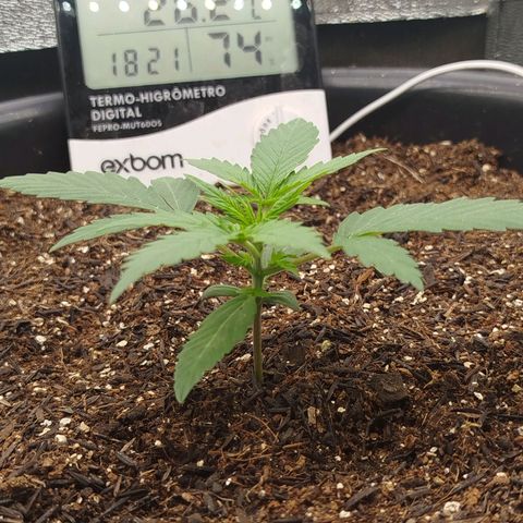 Tangie Auto monsterseeds growlog timeline photo