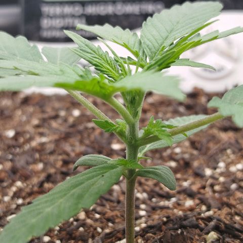 Tangie Auto monsterseeds growlog timeline photo