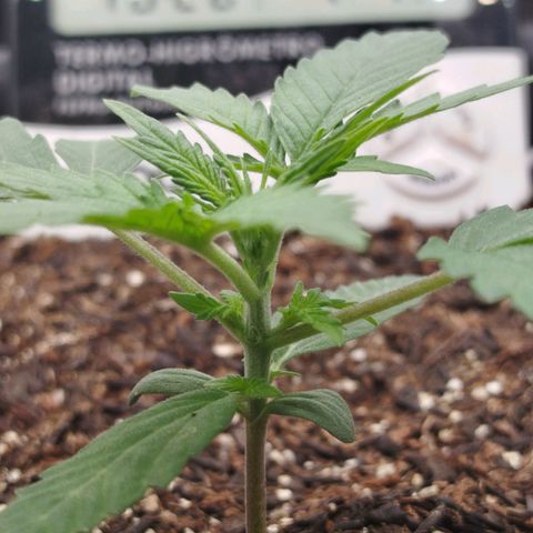 Tangie Auto monsterseeds growlog timeline photo