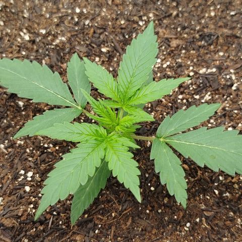 Tangie Auto monsterseeds growlog timeline photo
