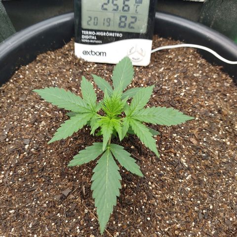 Tangie Auto monsterseeds growlog timeline photo