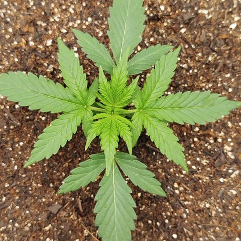 Tangie Auto monsterseeds growlog timeline photo