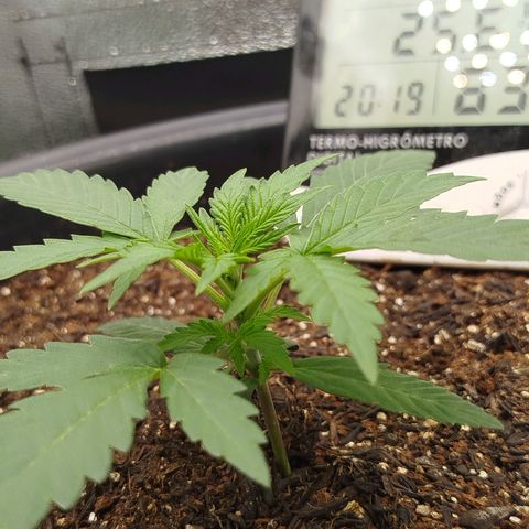 Tangie Auto monsterseeds growlog timeline photo