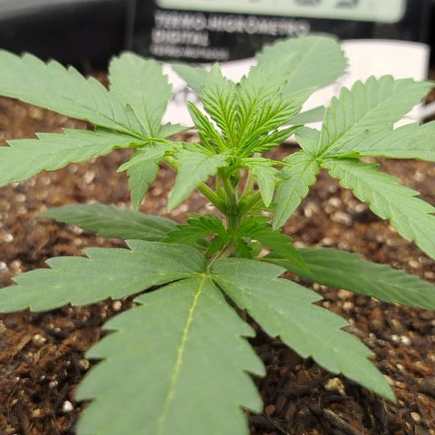 Tangie Auto monsterseeds growlog timeline photo