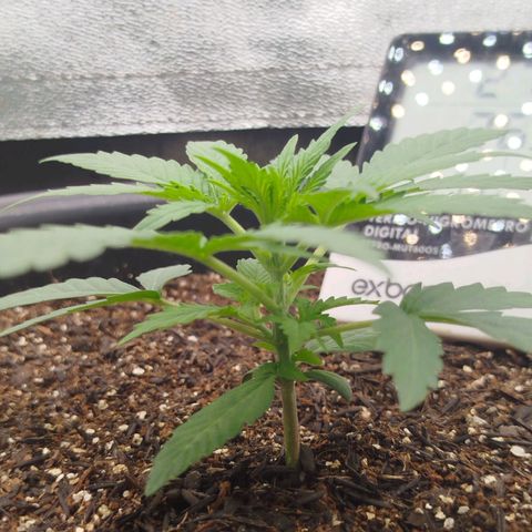 Tangie Auto monsterseeds growlog timeline photo