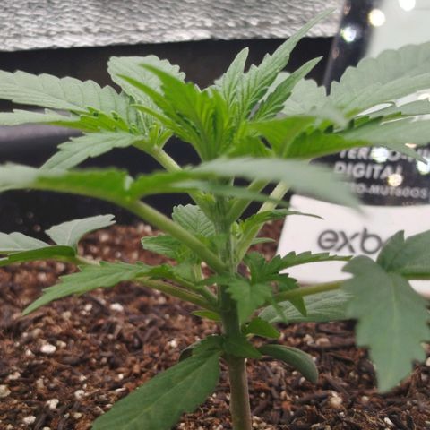 Tangie Auto monsterseeds growlog timeline photo