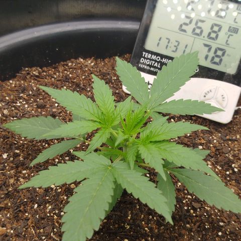 Tangie Auto monsterseeds growlog timeline photo