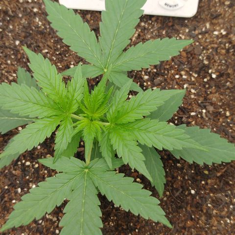 Tangie Auto monsterseeds growlog timeline photo